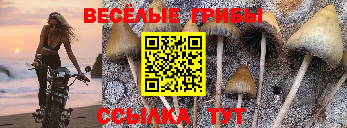 Галлюциногенные грибы Cubensis  Вход с VPN  Киселёвск 